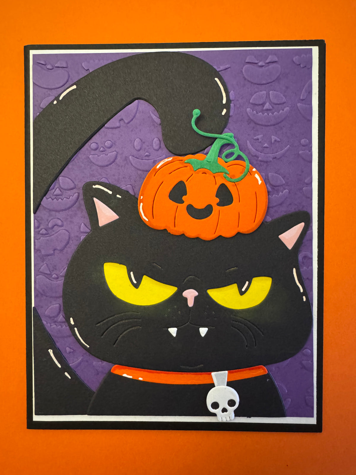Black cat
